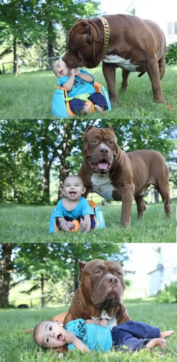 See The Moment Owners Of The World’s Biggest Pitbull Allowed It To babysit Their 3-month-old child
